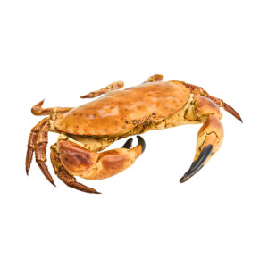 Noordzee crab 400-800 gram