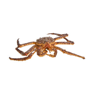 Kingcrab 2-3 kg levend