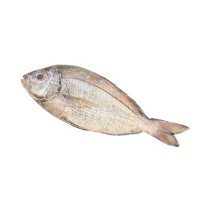 Dorade 400-600 gram per stuk