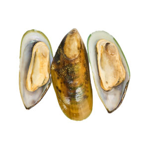 Mossel green shell (dv)