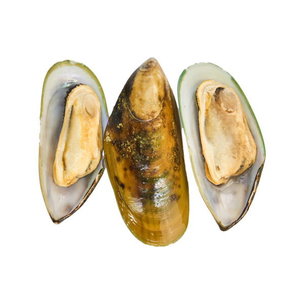 Mossel green shell (dv)