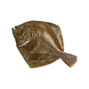 Tarbot