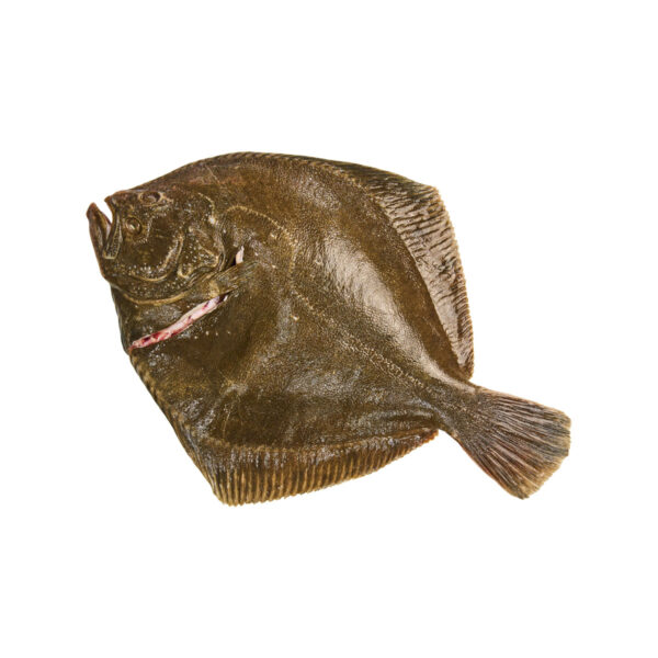 Tarbot