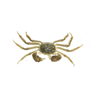 Wolhand crab klein