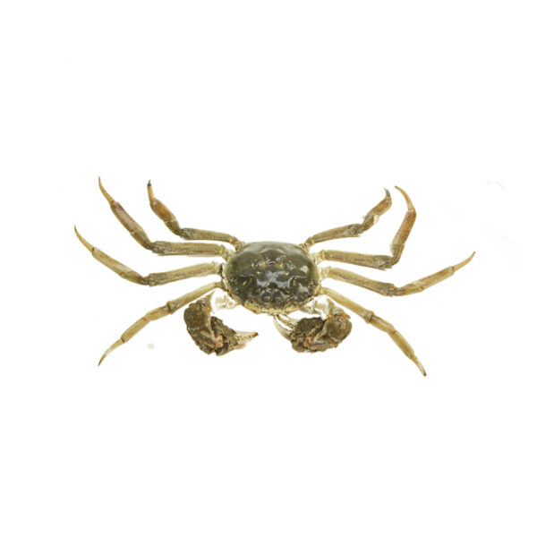 Wolhandcrab groot