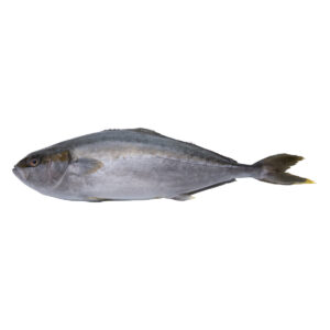 Hamachi 4 3+