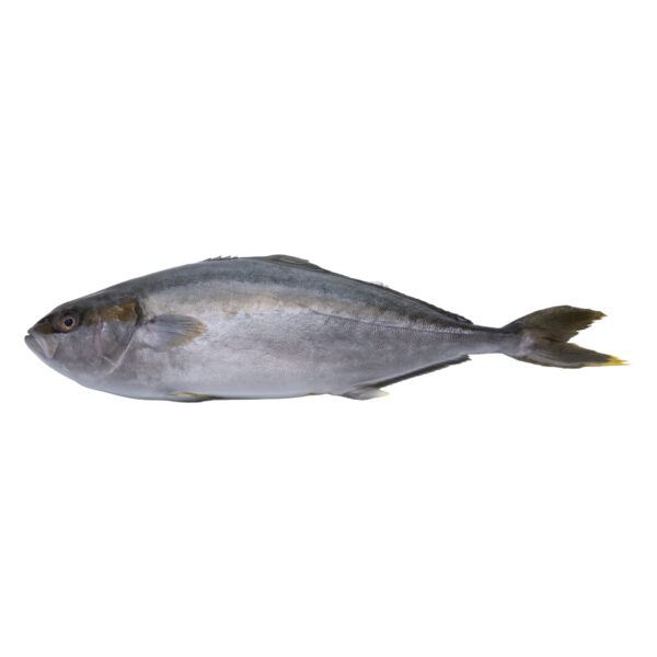 Hamachi 3 2-3